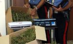Traffico di droga 2.0: la marijuana a Campi Bisenzio ora la porta... il corriere