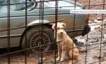 Maltrattava due cani a Sesto: denunciato dai Carabinieri forestali