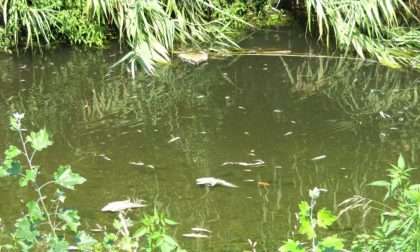 Moria di pesci nel torrente Brana a Pistoia