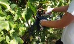 Vendemmia: ottimismo per il 2018