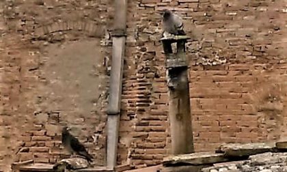 Seicento piccioni catturati in sei mesi a San Gimignano