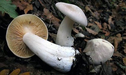 Dieci intossicazioni dai funghi a Pistoia