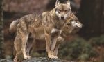 Indennizzi per danni da lupo: integrata la dotazione finanziaria che arriva a 668mila euro