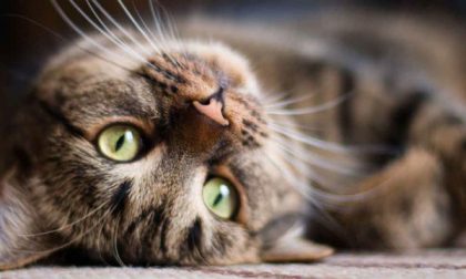 Arezzo: gatto morto dopo aver morso proprietaria, trovato raro virus
