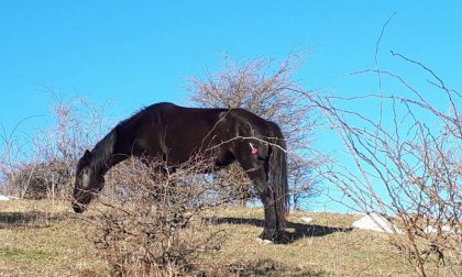 Monte Maggiore, salvata una cavalla partoriente