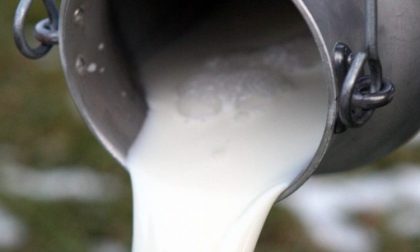 Latte, Confagricoltura Toscana: “Prezzi più bassi della media, stalle a rischio chiusura"