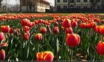 Sabato 30 apertura del parco dei tulipani a Scandicci
