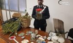 Serra di marijuana in casa, arrestato 42enne italiano