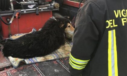 Cane cade nel fiume: salvato dai vigili del fuoco