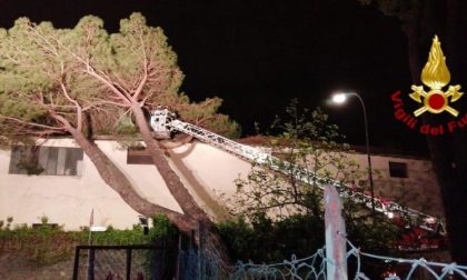 Albero caduto su un edificio industriale