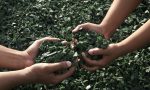 Scuola primaria Ulignano, a lavoro per la bandiera verde