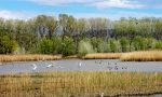 Padule di Fucecchio, domenica 19 maggio ancora un open day della riserva naturale