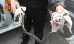 Serpente in auto mentre guida: donna soccorsa dalla Polizia