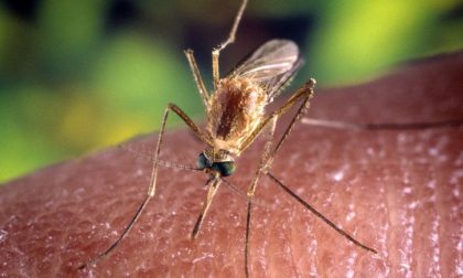 Dengue: un caso a Barberino di Mugello
