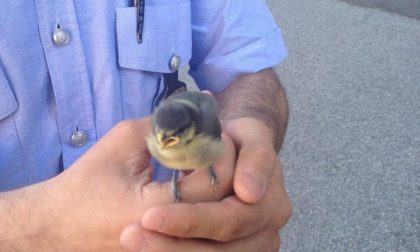 Uccellino salvato dalla Municipale e affidato al centro veterinario