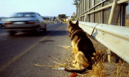 Abbandono animali: "Il Comune faccia una campagna di sensibilizzazione contro questo fenomeno"