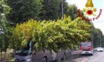 Albero cade su un pullman a Firenze