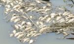 Moria di pesci in Arno: colpa del maltempo - IL VIDEO