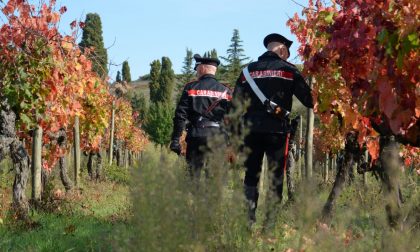 Sequestro etichette false di vino ed olio nel Chianti