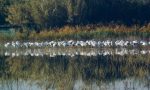 Al Lago di Peretola invece di Babbo Natale sono atterrati i fenicotteri