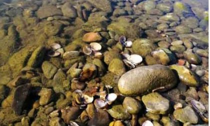 Specie "aliene" invasive nei fiumi pratesi