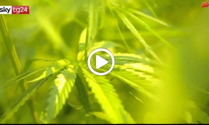 Suprema Corte: "Coltivare la cannabis in casa non è reato" - VIDEO