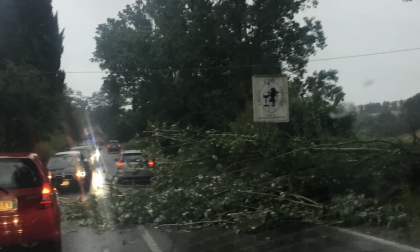 Via Maremmana: sono caduti grandi rami di albero