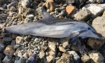 Delfino muore sulla costa di Livorno
