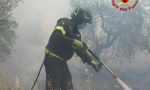 Incendio in un'oliveta: danneggiate 70 piante - LE FOTO
