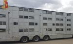 Dalla Romania a Foligno in un camion stipate 550 capre: bloccato a Campi Bisenzio