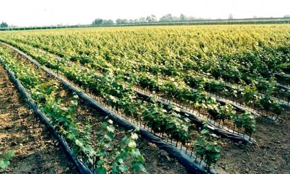 Vino: oltre 11 milioni ai viticoltori toscani per la promozione
