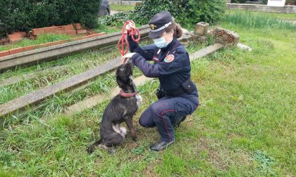 Carabinieri forestali denunciano un pensionato per maltrattamenti sul cane e glielo portano via