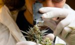 Mystical, in provincia di Firenze arriva la coltivazione digitale della cannabis