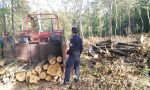 Trovati 100 alberi tagliati illegalmente a Barberino del Mugello