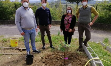 Alla scuola Pontormo piantato... un fico