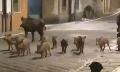 Cinghiali a Firenze, Fedagripesca Toscana: “Serve un piano regionale di contenimento radicale”