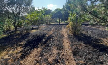 Accende fuoco nel bosco, denunciata una pensionata per incendio colposo