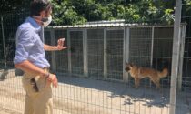 Accolti al Rifugio 10 dei 71 cani provenienti dalla struttura abusiva sequestrata a Molazzana