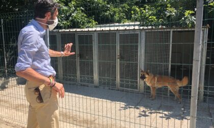 Accolti al Rifugio 10 dei 71 cani provenienti dalla struttura abusiva sequestrata a Molazzana