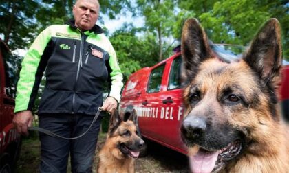 È scomparso Golia, il cane intervenuto durante il terremoto di Amatrice