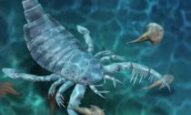 Torna al Museo di Scienze Planetarie il laboratorio sullo scorpione marino preistorico
