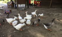 Influenza aviaria: chiuso il parco Chico Mendes