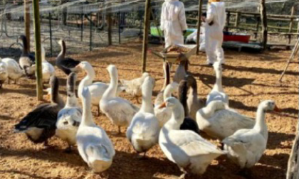 Aviaria a Campi: Asl ha disposto accertamenti su tutte  le aziende avicole