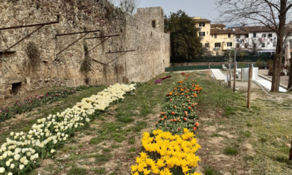 Progetto Wander and pick, sabato 2 aprile l’apertura al pubblico del giardino con 50 varietà di tulipani da ammirare e raccogliere