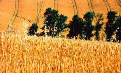 L’agricoltura toscana stretta fra caro energia e costi di produzione: fertilizzanti +170%, gasolio +130%