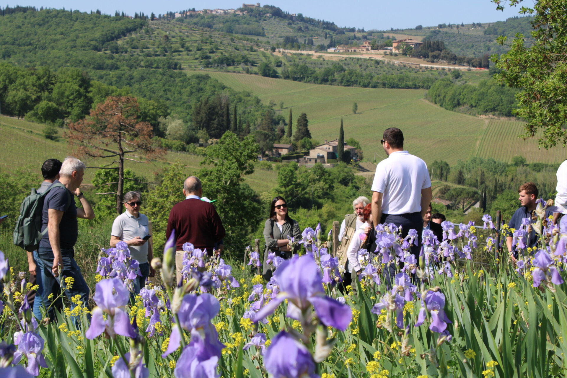 A Massarosa in Versilia una coltivazione di fiori di loto