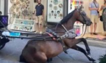 Cavalli: basta allo sfruttamento dopo quello che è successo a Firenze