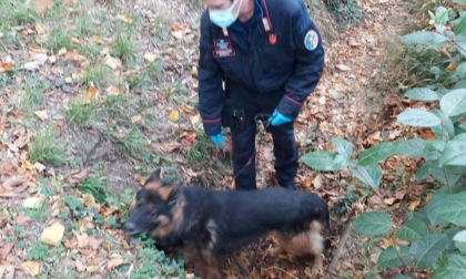 Cane antidroga scova alla Cascine due etti e mezzo di stupefacente: straniero si getta in Arno per sottrarsi al controllo 