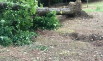 Maltempo, a Firenze caduti 30 alberi 