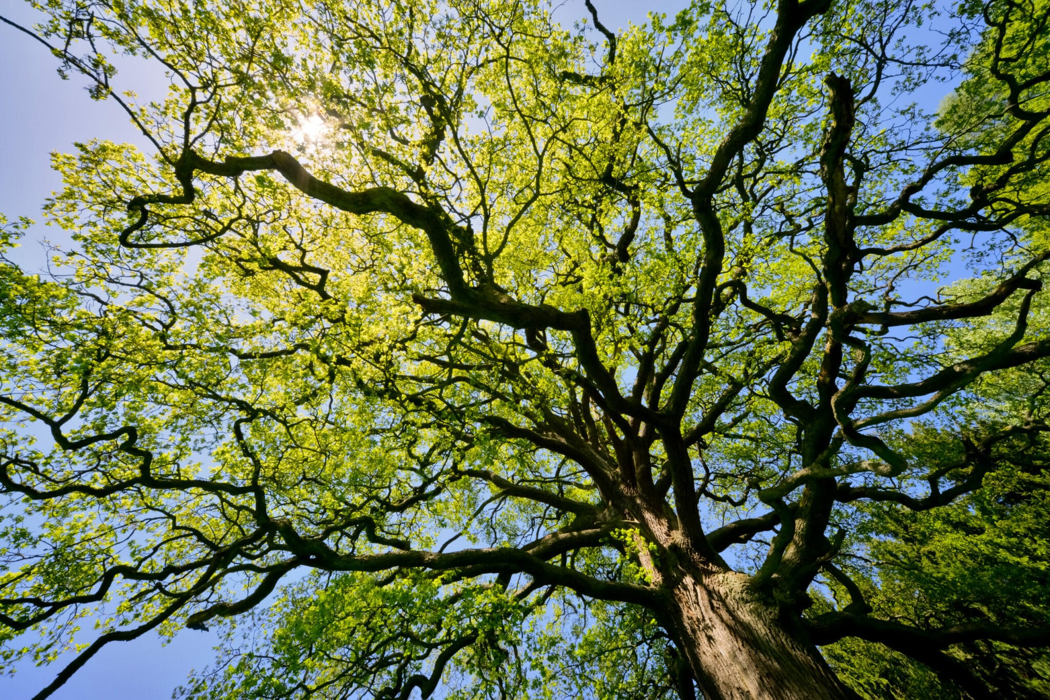 Alberi monumentali, l'olivo di Santa Aquilina a Rimini – FloraBlog